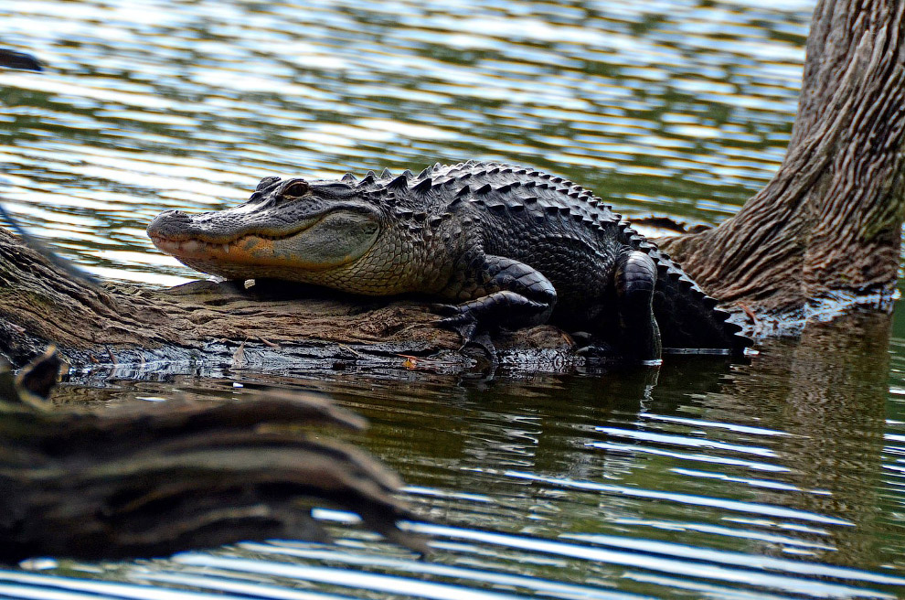 الحيوانات في الصور
