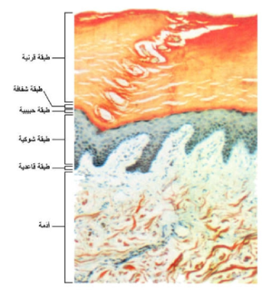 الجلد من وظائف كل ما