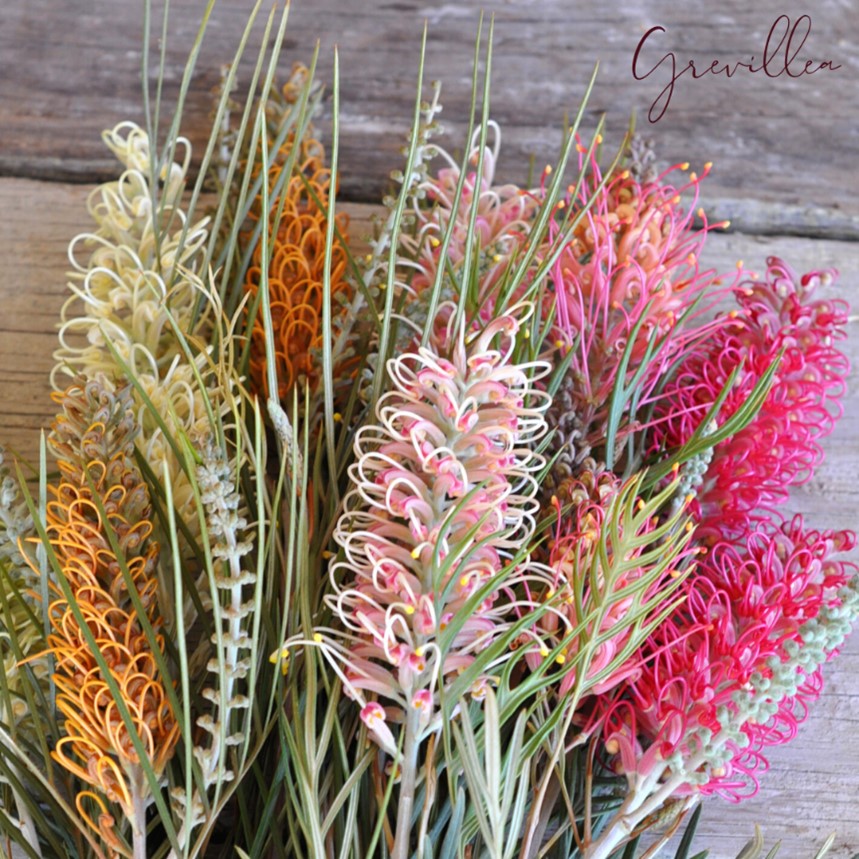 A Passion for Flowers Grevillea Flowers