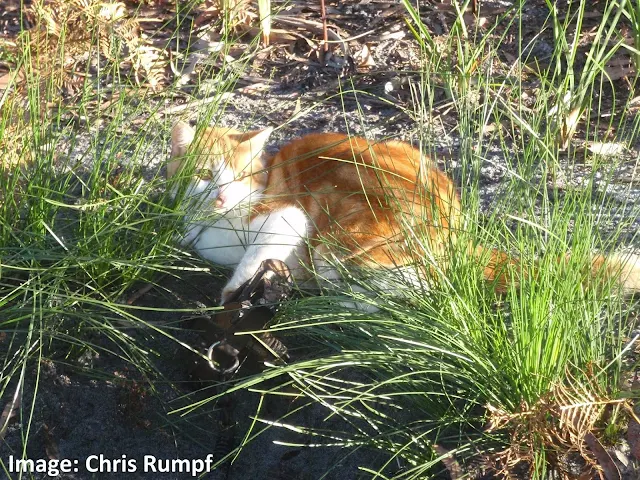 Feral cat caught in a padded jaw trap ready to be shot