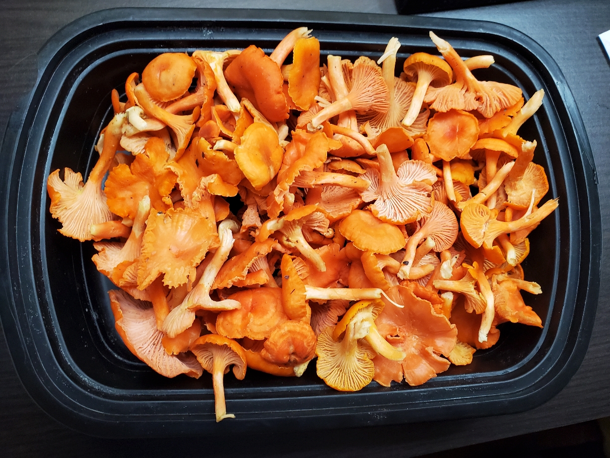 The Foraged Foodie How to identify cinnabar chanterelles edible