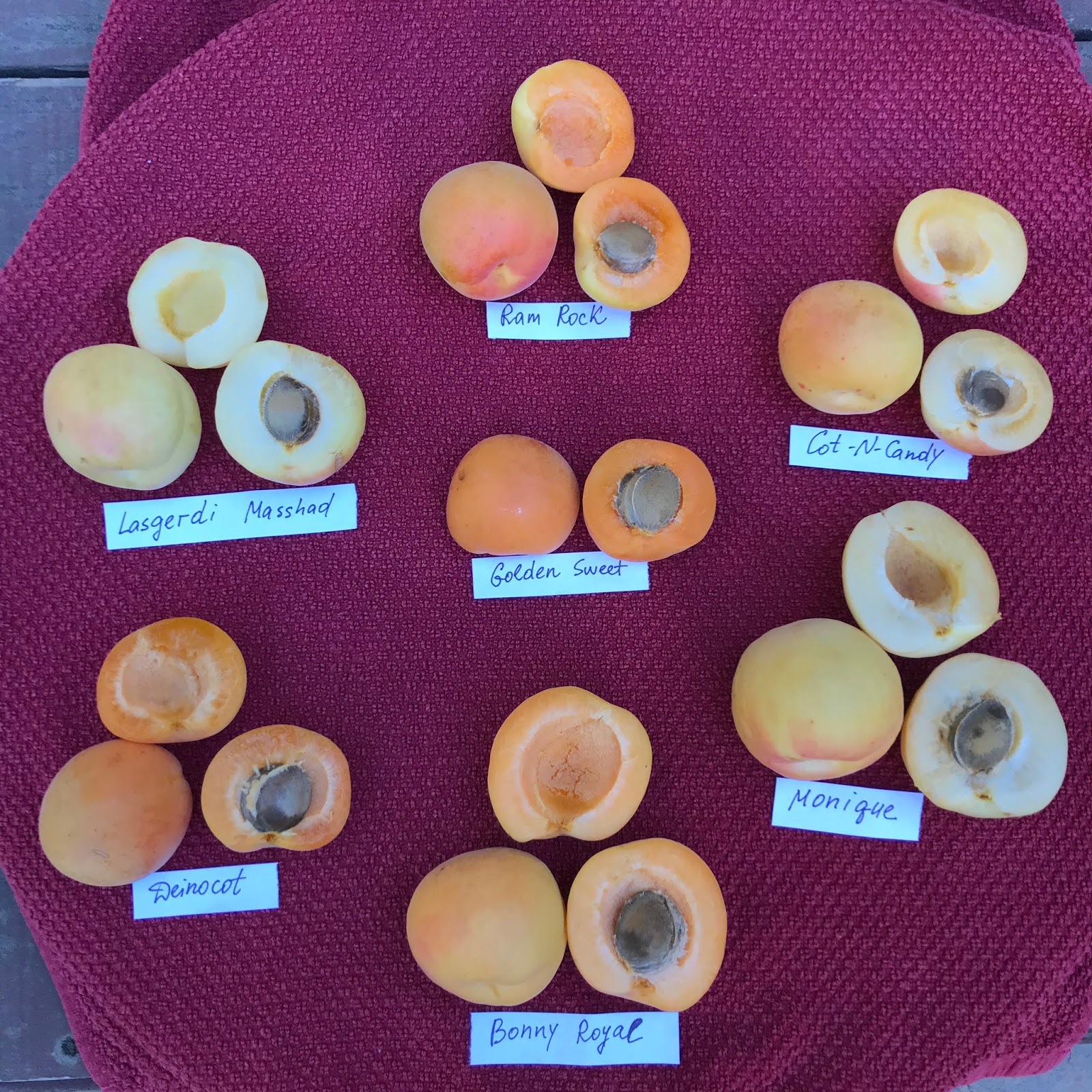Gardening Midseason Apricots