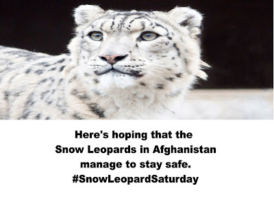 Snow quotes A Purry Cute Corner