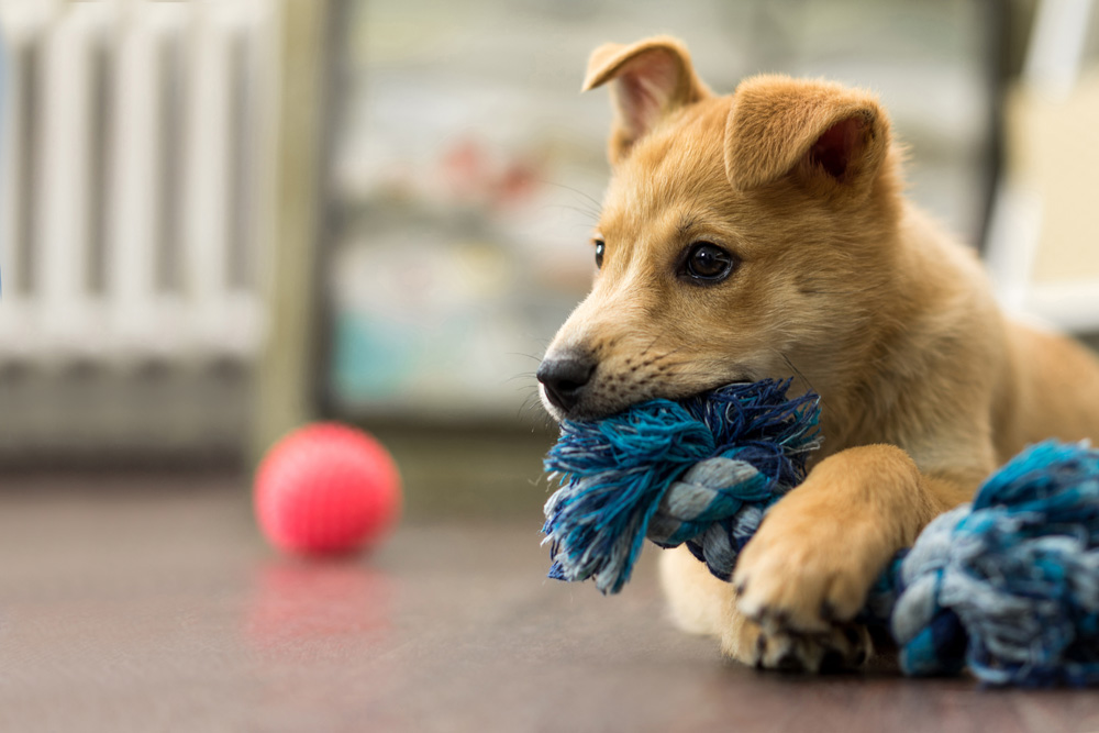 Owner's Guide to The Psychology Of Dogs and Their Dog Toys