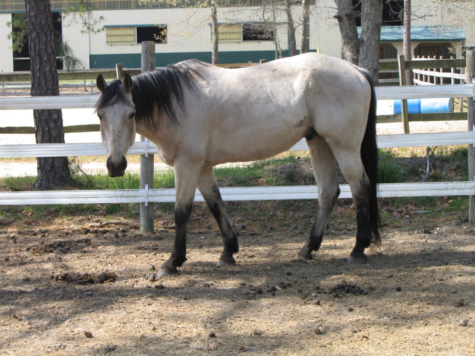 Memoirs of a Horse Girl Memoirs A Girl's Horse Learns the Horse