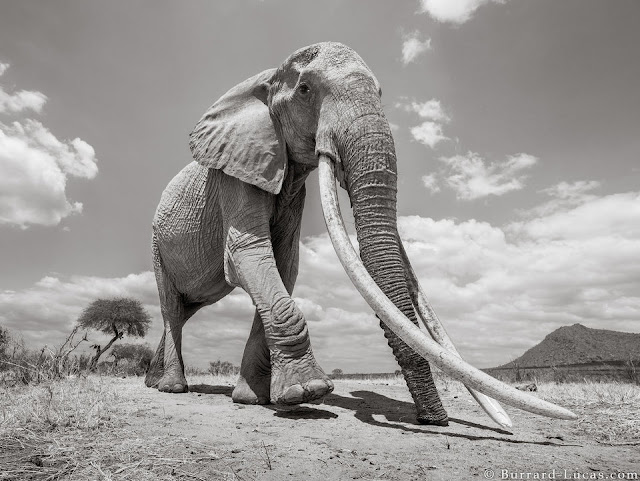 ملكة الفيلة Queen-elephant3