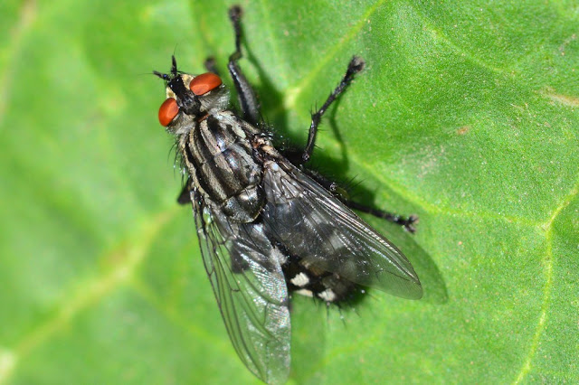 Sarcophaga sp Sarcophaga sp