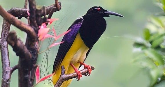 Cendrawasih Mati Kawat, Spesies Burung Surga Dari Papua - abangnji.com