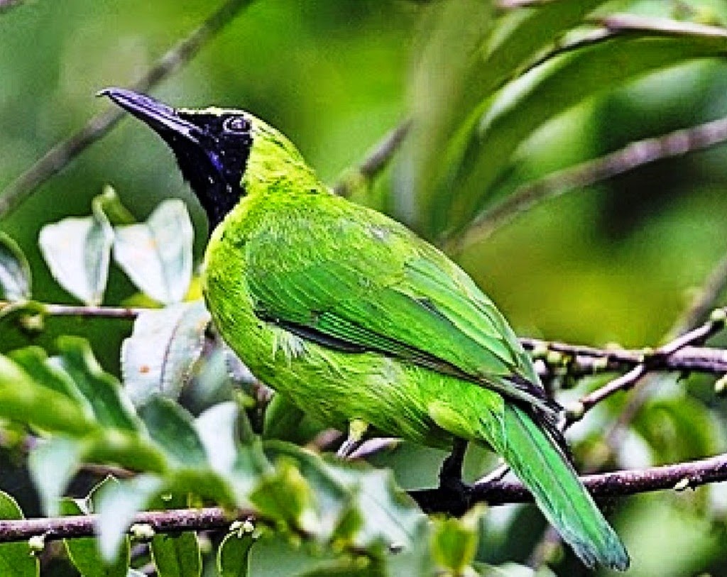 Cara Menjinakkan Burung Cucak Hijau Liar