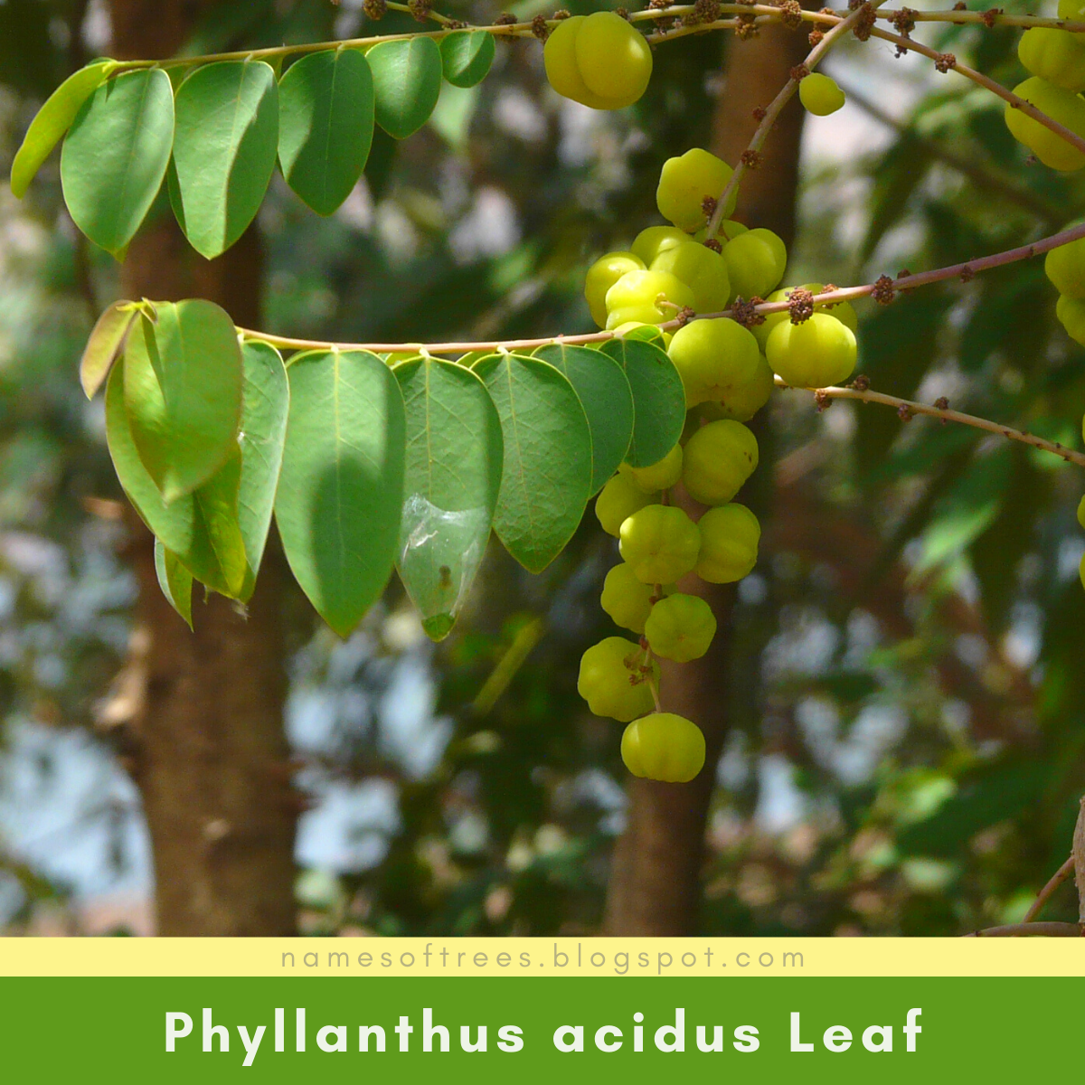 Featured image of post Simple Way to Gooseberry In Jamaica