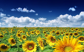 Veld met zonnebloemen