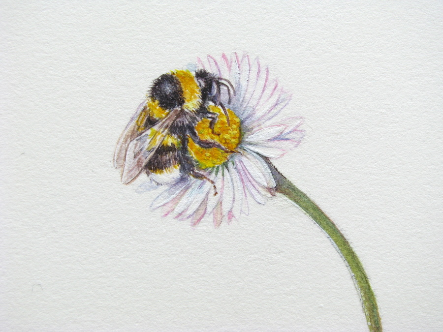 Botanical Sketches and Other Stories: In praise of the Daisy