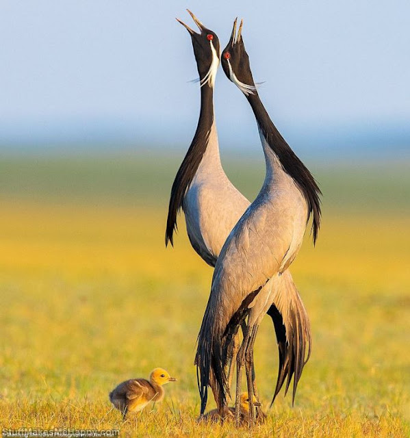 Demoiselle cranes. The smallest and third largest (after the Canadian crane) representative of the crane family. (Photo by Maofeng Shen)