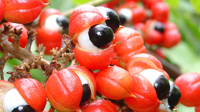 guarana