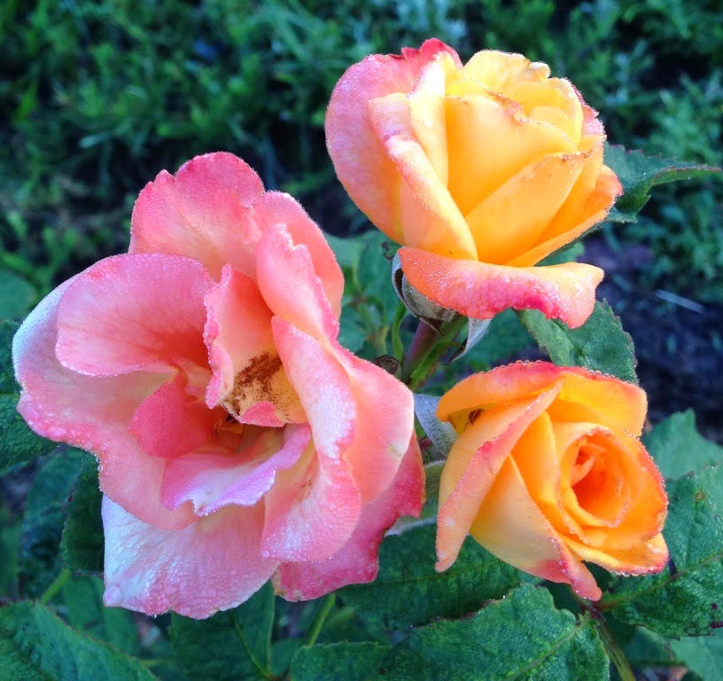 Garden Musings: Griffith Buck Rose
