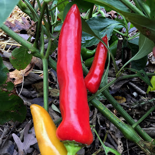 Hungarian wax peppers_Sue Reno