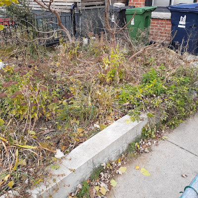 Toronto Little Portugal Fall Cleanup Before by Paul Jung Gardening Services--a Small Toronto Gardening Company