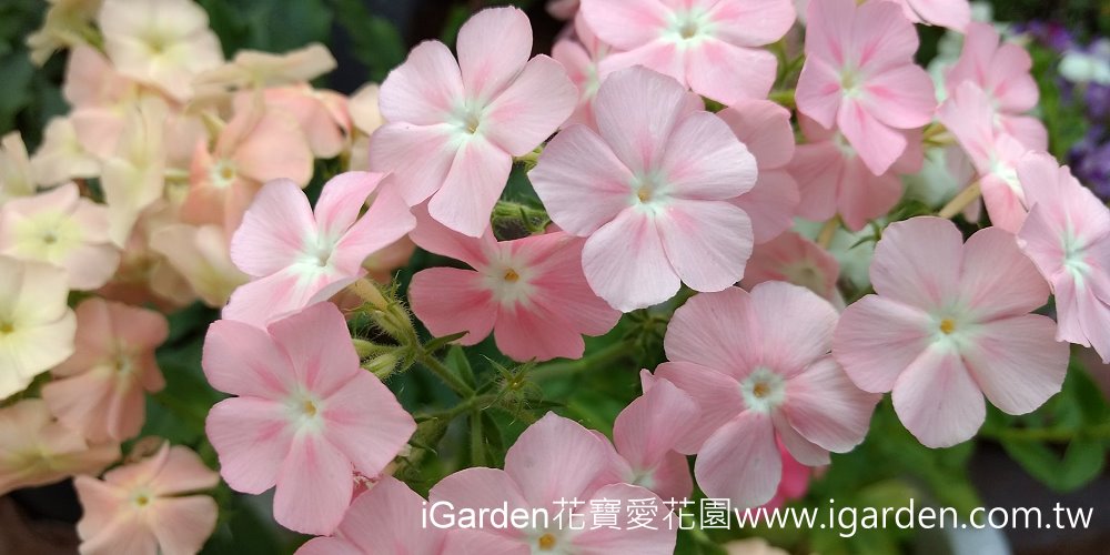 第750回花謎擂台 | iGarden花寶愛花園