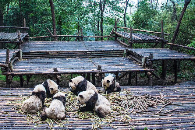 Chengdu, the homeland of pandas in China