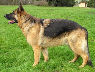 Alman çoban köpeği sıklıkla bekçi ve koruma köpeği olarak kullanılır.