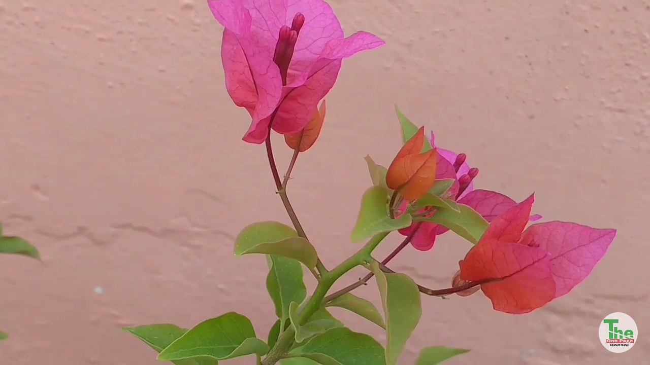 How to make Bougainvillea bloom with pictures