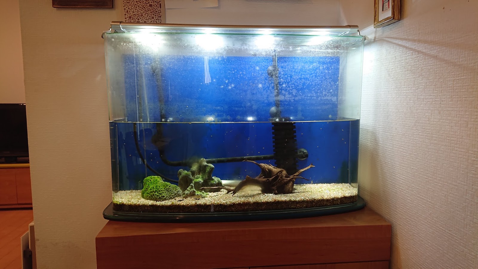 東京都八王子市の個人宅様60 淡水水槽お掃除代行レポート 熱帯魚レンタルn Aコラム