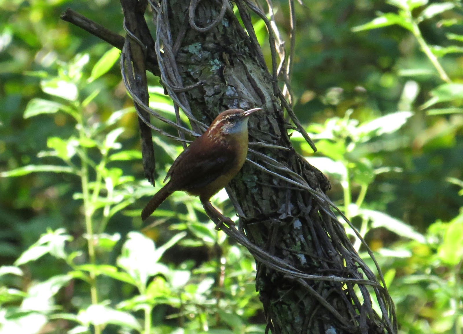 Birding North Wales And Beyond Florida Birding 2 Mead Botanical