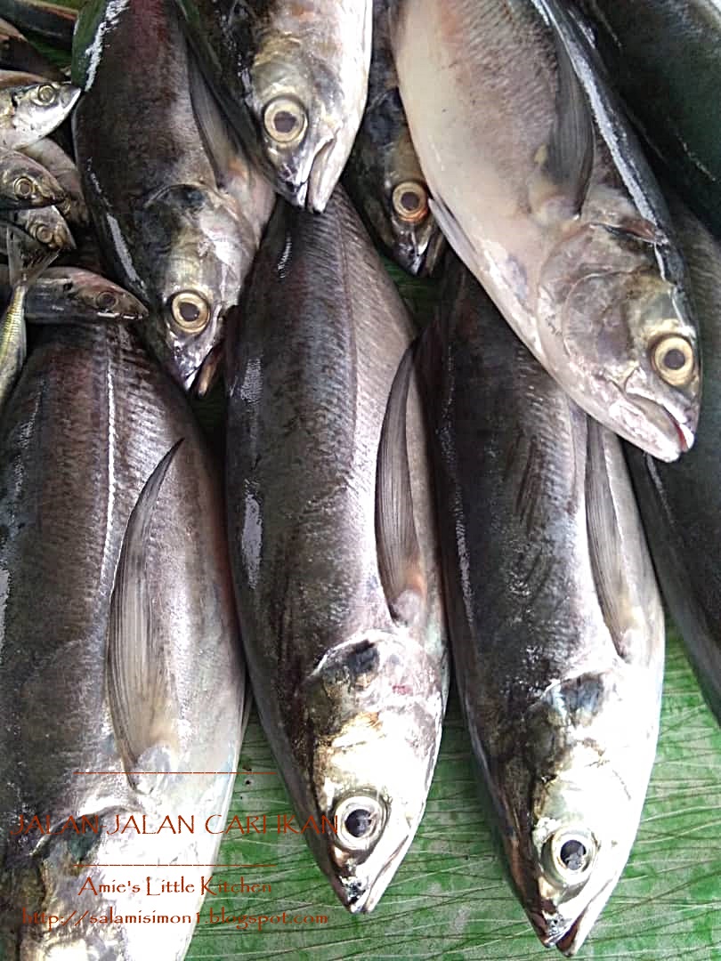 Memburu Ikan Segar Di Kala Petang Amie S Little Kitchen Memburu Ikan Segar Di Kala Petang Amie S Little Kitchen