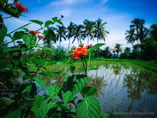 Beautiful Orange Wild Lantana Flowers In The Rice Fields At Ringdikit Village, North Bali, Indonesia