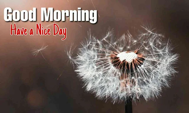 Good morning flowers download
