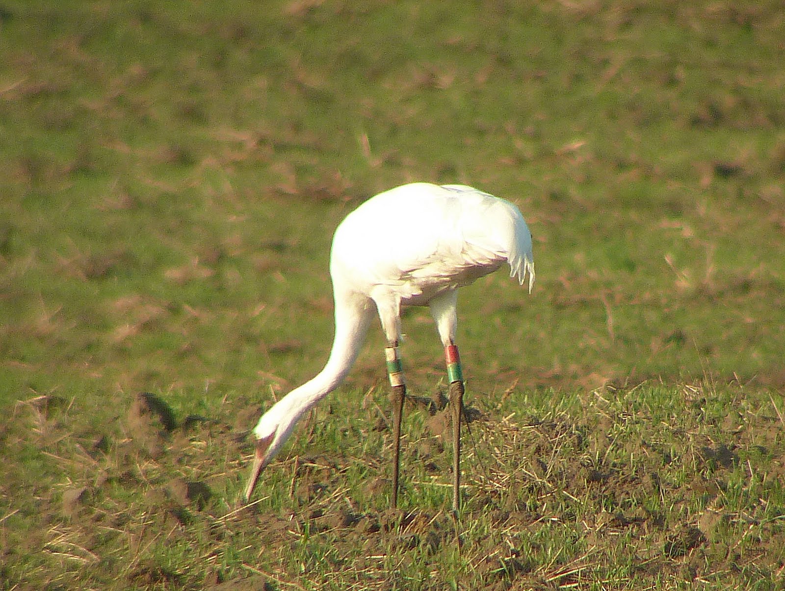 Penelopedia Nature and Garden in Southern Minnesota Whooping Cranes