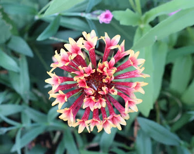 Kei Narujima なるじまけい Gaillardia Pulchella Indian Blanket Is Kamikaze Flower 天人菊 ガイラルディア は 特攻花