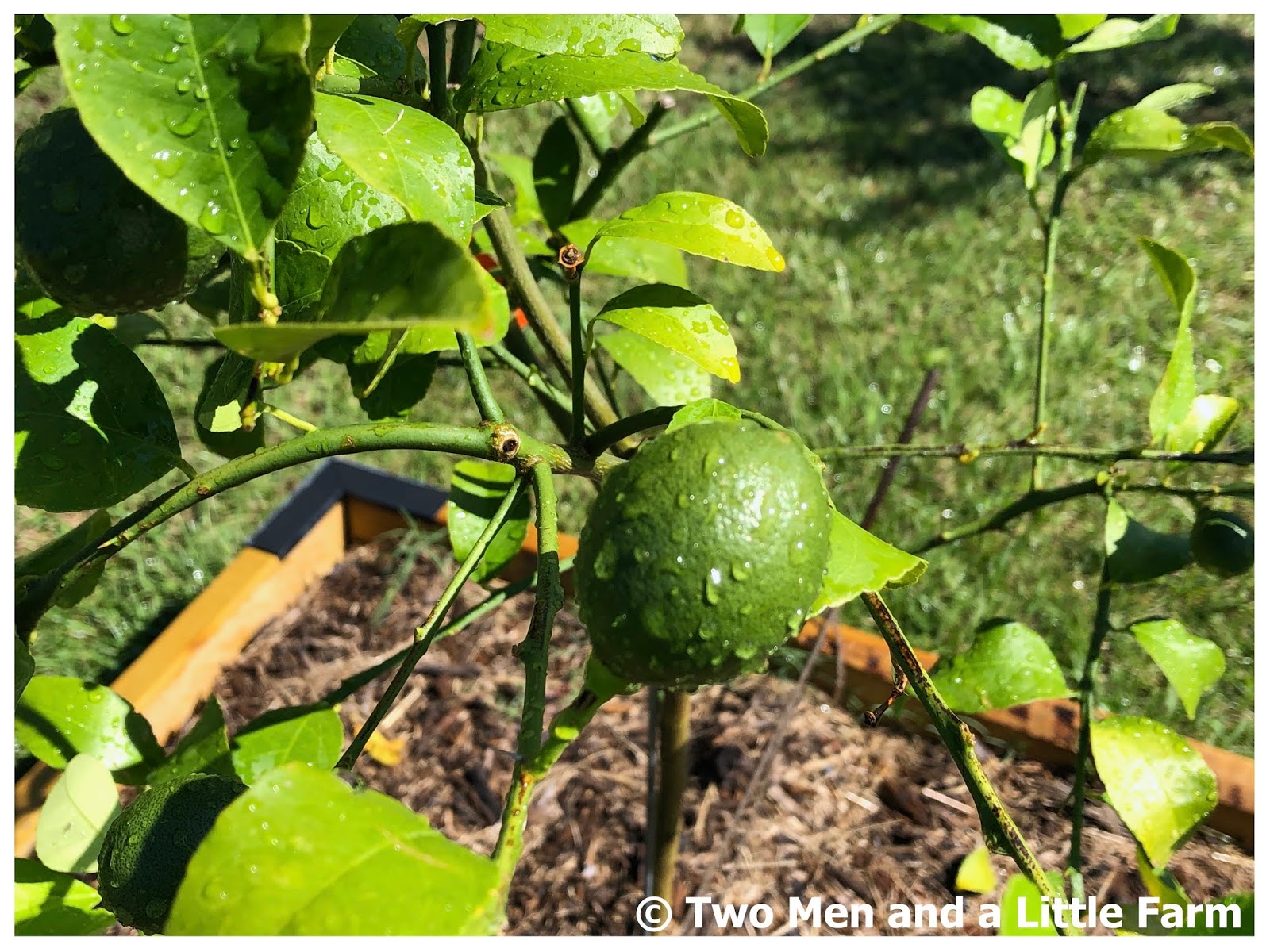 Two Men and a Little Farm DEER VS FRUIT TREES