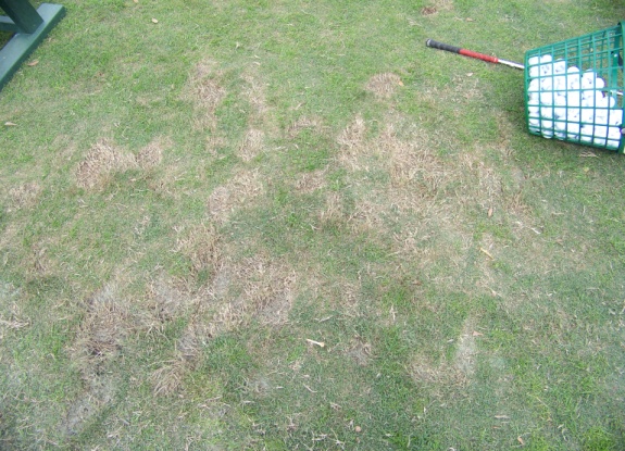 The Country Club of Naples Golf Maintenance Blog: Practice how to ...