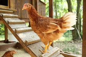 how to raise chickens in your backyard fresh eggs roosters