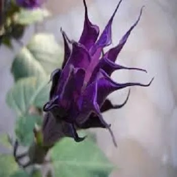 फुलांची नावे, Flowers Name In Marathi जांभळा धोतरा, Datura nigra flowers in Marathi
