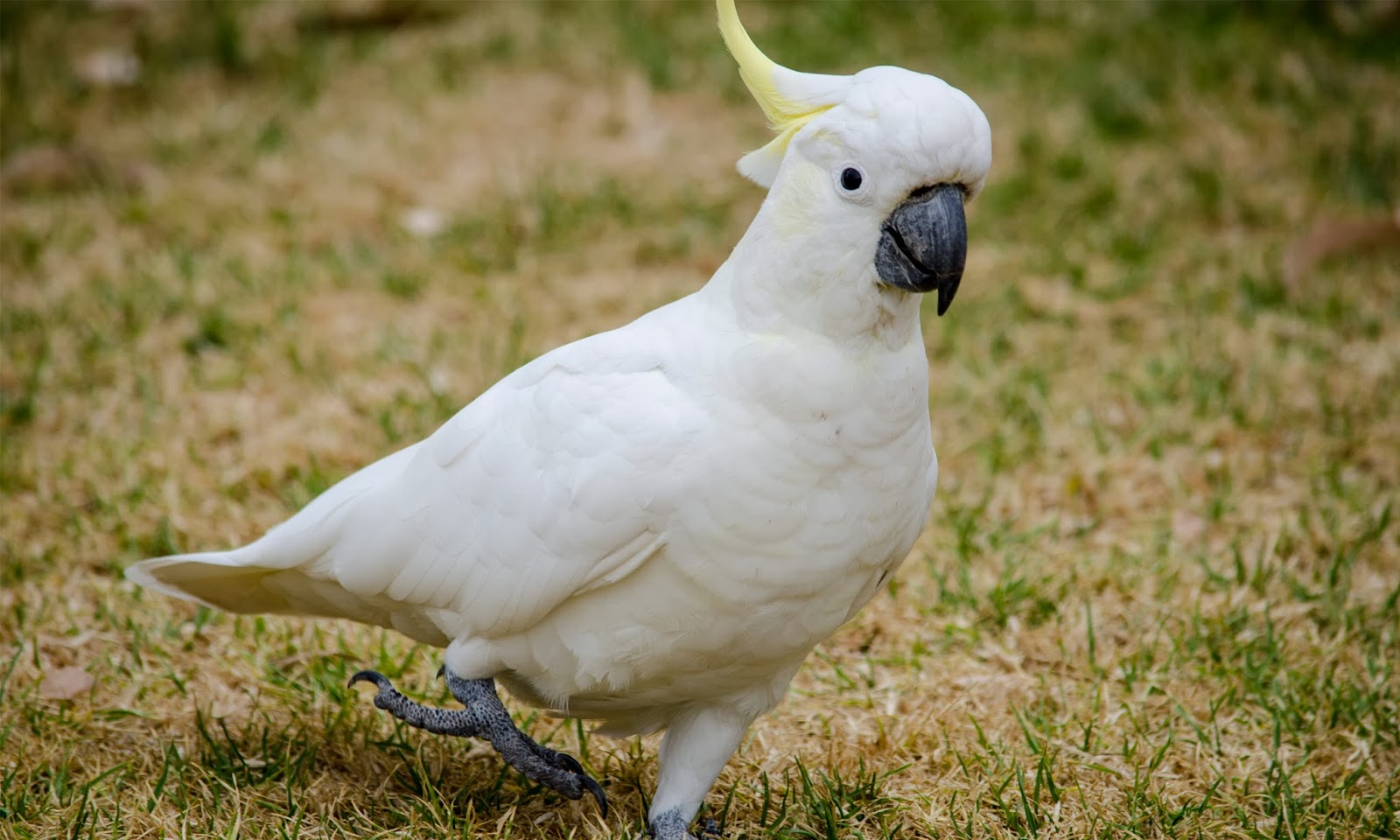 pictures of cockatoos pictures of cockatoos