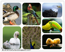 birds vertebrates wings characteristics feathers major bird fly teeth beak science fun party differentiating flight land