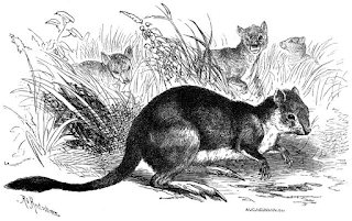 sıçan kangurusugiller