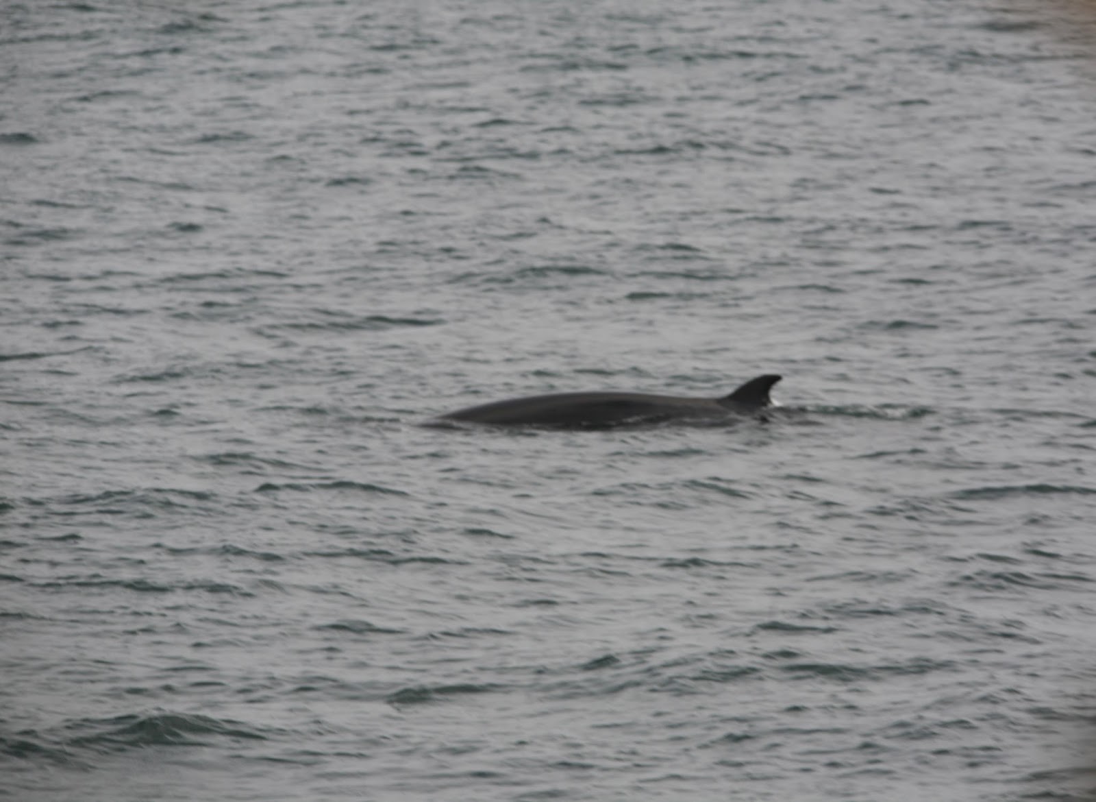 Irish Whale and Dolphin Group Blasket Blog