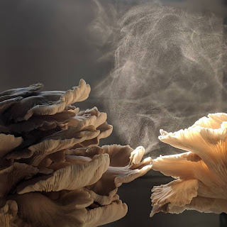 Does mushrooms breath?