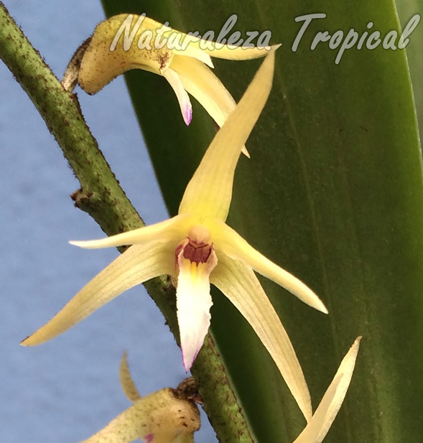 Flor característica de la orquídea Estrellita, Eria javanica