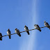 Γιατί τα πουλιά όταν κάθονται σε ηλεκτροφόρο καλώδιο κοιτάζουν προς την ίδια κατεύθυνση