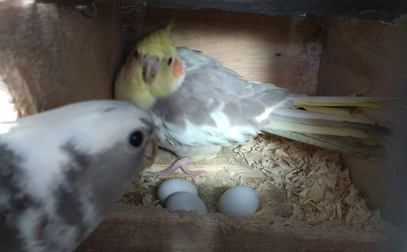 Calopsita Branca E Cinza Como Saber Se é Fêmea Dicas Para Descobrir Se Sua Calopsita E Macho Ou Femea