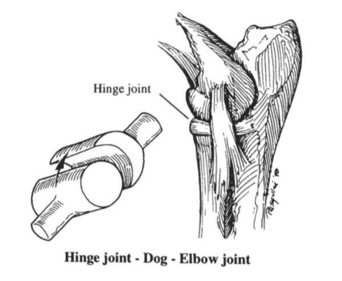 Classification of joints