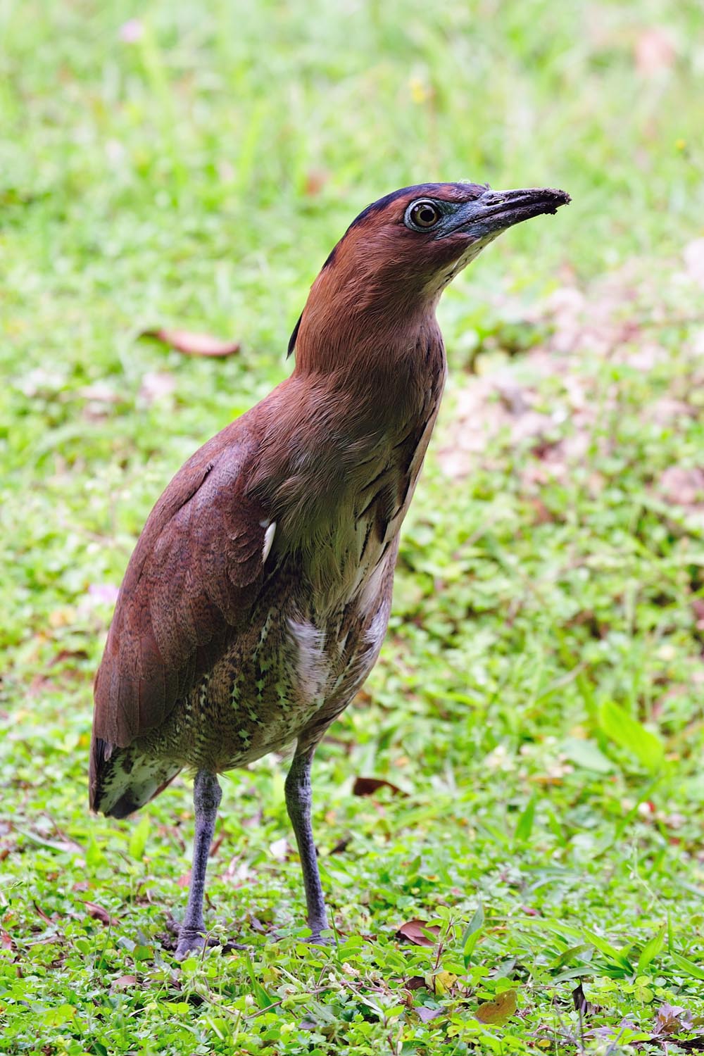 The Amazing Birds Malaysian Night Heron (黑冠麻鷺), Gorsachius melanolophus