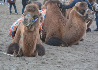 Bactrian Camel Bactrian Camel