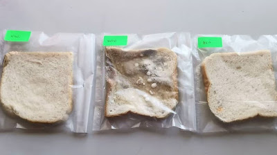 Guna Roti Untuk Eksperimen Mikroorganisma Yang Lebih Mudah dan Lagi Murah