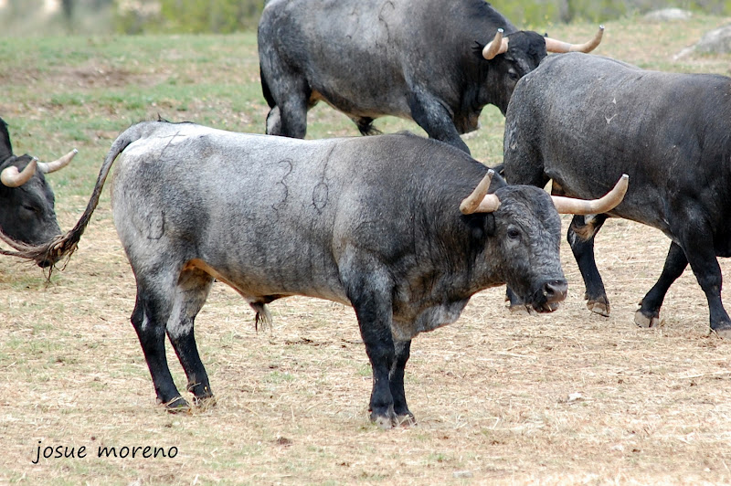 Josue Moreno CAMADAS 2012 JOSE ESCOLAR