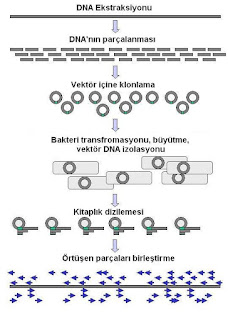 Genomik DNA rastgele parçalara bölünüp bakteriyel bir kitaplık içine klonlanır. Bireysel bakteriyel klonlardadan DNA dizilenir, bu diziler birbiriyle örtüşen kısımlarından yararlanılarak birleştirilir.